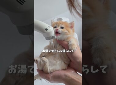 お風呂好きな子猫を発見しました🫧