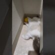 機敏に動くぬいぐるみ🧸💨 #shorts #猫 #子猫 #ラグドール #甘えん坊猫 #猫のいる暮らし