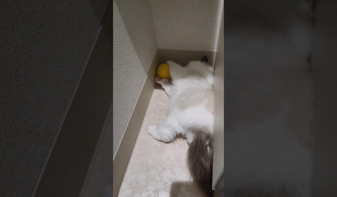 機敏に動くぬいぐるみ🧸💨 #shorts #猫 #子猫 #ラグドール #甘えん坊猫 #猫のいる暮らし