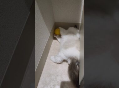 機敏に動くぬいぐるみ🧸💨 #shorts #猫 #子猫 #ラグドール #甘えん坊猫 #猫のいる暮らし