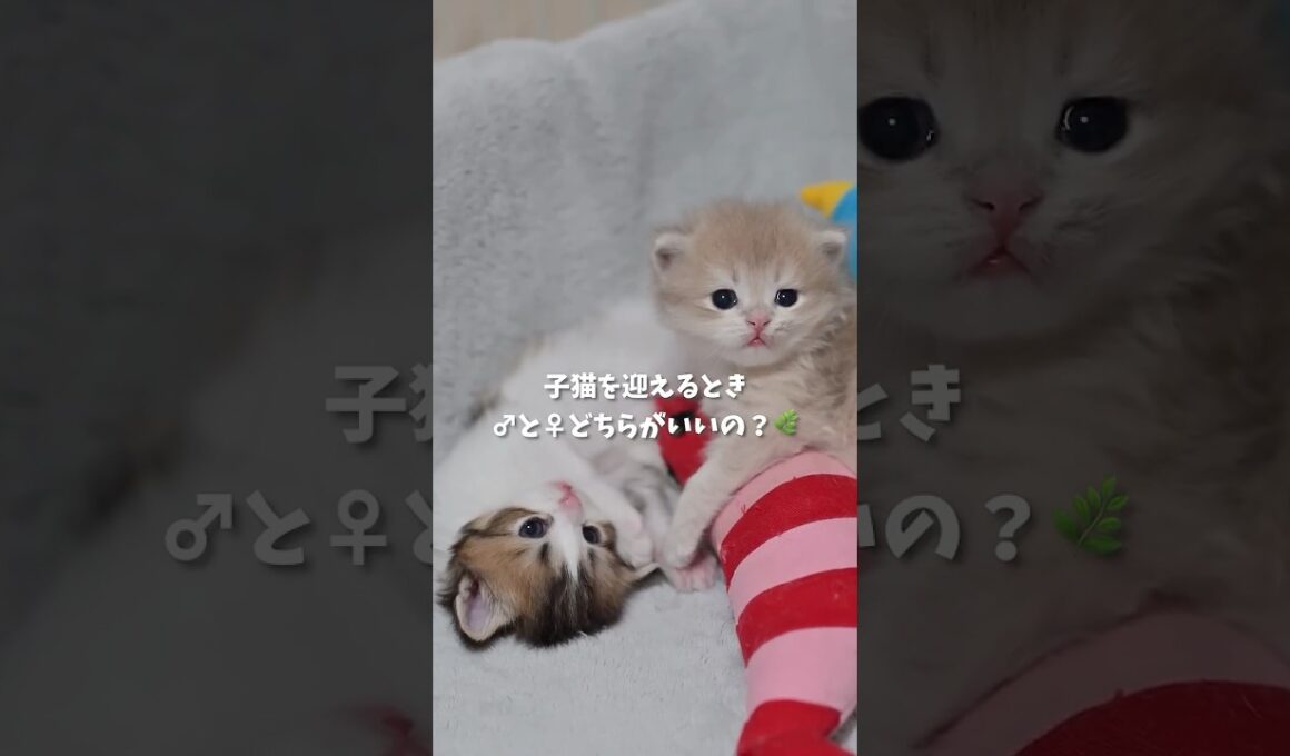子猫を迎えるとき♂と♀どちらがいいの？🌿