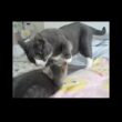 新入り子猫を圧倒する先輩猫 #cat  #kitten
