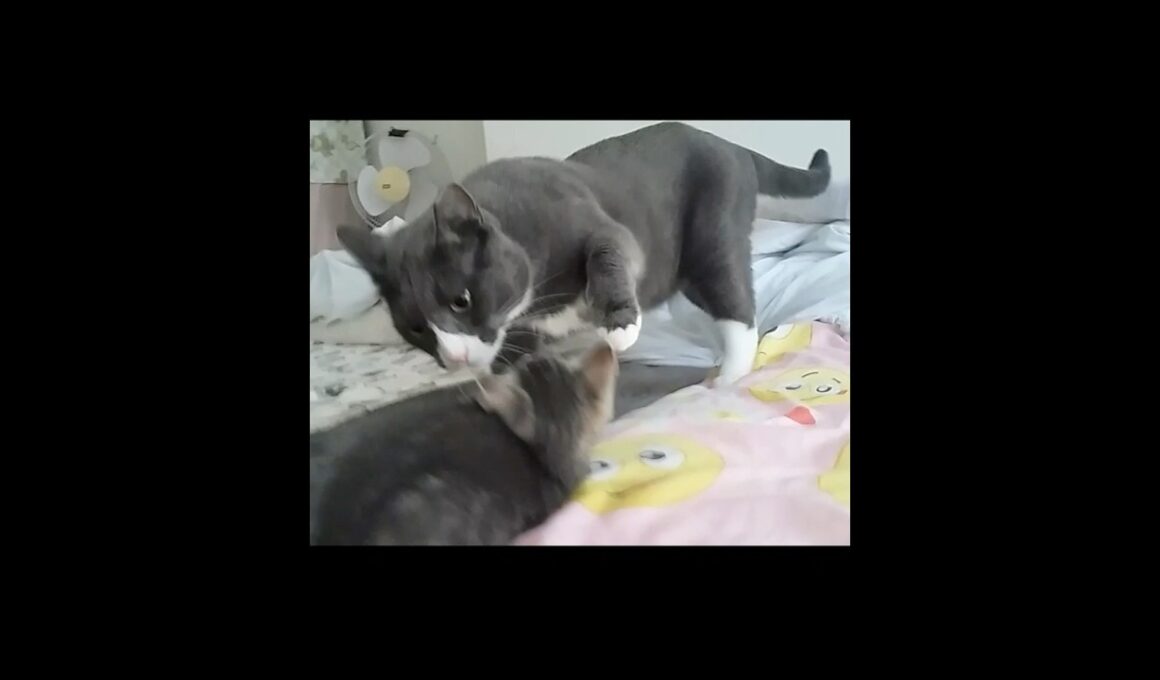 新入り子猫を圧倒する先輩猫 #cat  #kitten