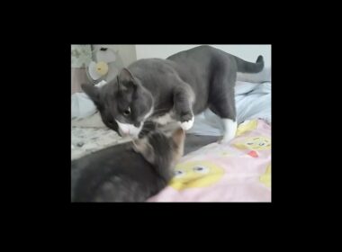 新入り子猫を圧倒する先輩猫 #cat  #kitten