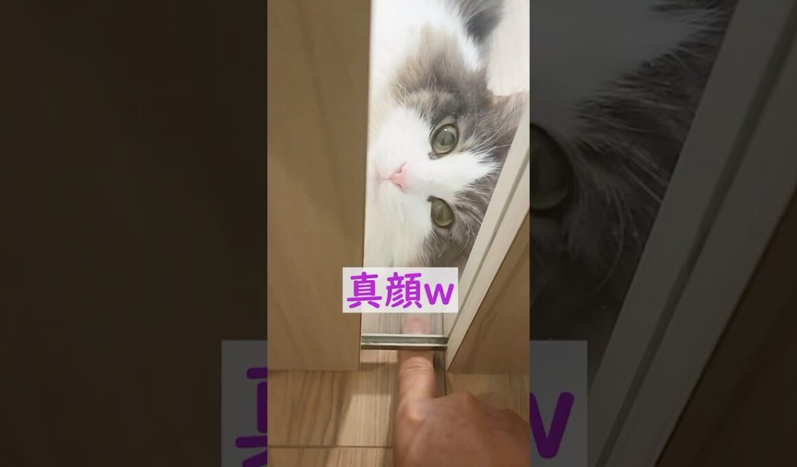 猫が真顔になる瞬間