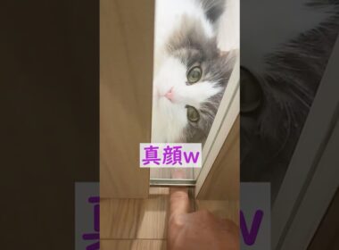 猫が真顔になる瞬間