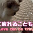 バーマン猫ラフとウリ【愛に疲れることもある】Love can be tiring（バーマン猫）Birman/Cat