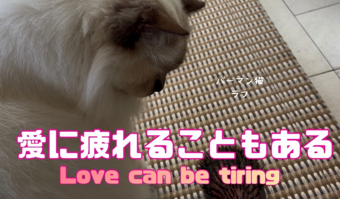 バーマン猫ラフとウリ【愛に疲れることもある】Love can be tiring（バーマン猫）Birman/Cat
