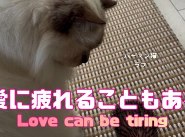 バーマン猫ラフとウリ【愛に疲れることもある】Love can be tiring（バーマン猫）Birman/Cat