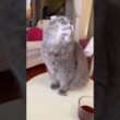 敵だ #ねこ動画 #アメリカンカール