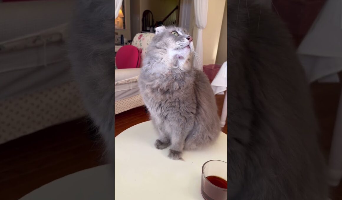 敵だ #ねこ動画 #アメリカンカール