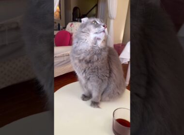 敵だ #ねこ動画 #アメリカンカール