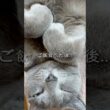【ロシアンブルー】今朝のめろん...強めの声とまん丸おててのごろん☺️【猫】#shorts