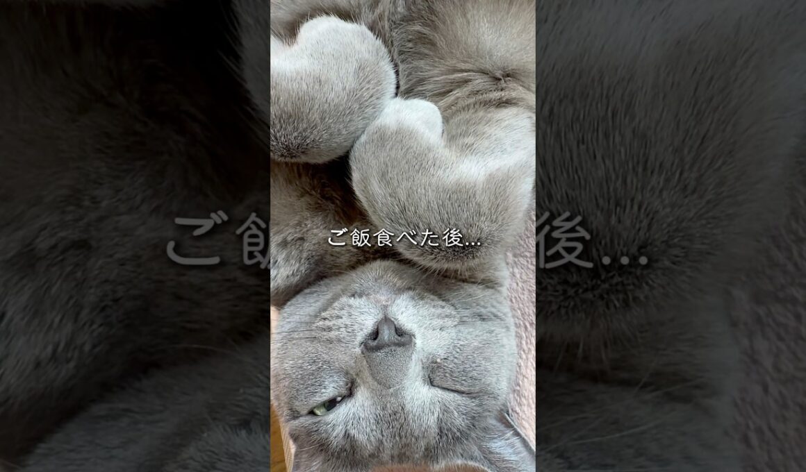 【ロシアンブルー】今朝のめろん...強めの声とまん丸おててのごろん☺️【猫】#shorts