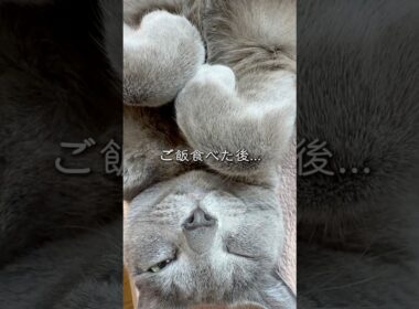 【ロシアンブルー】今朝のめろん...強めの声とまん丸おててのごろん☺️【猫】#shorts