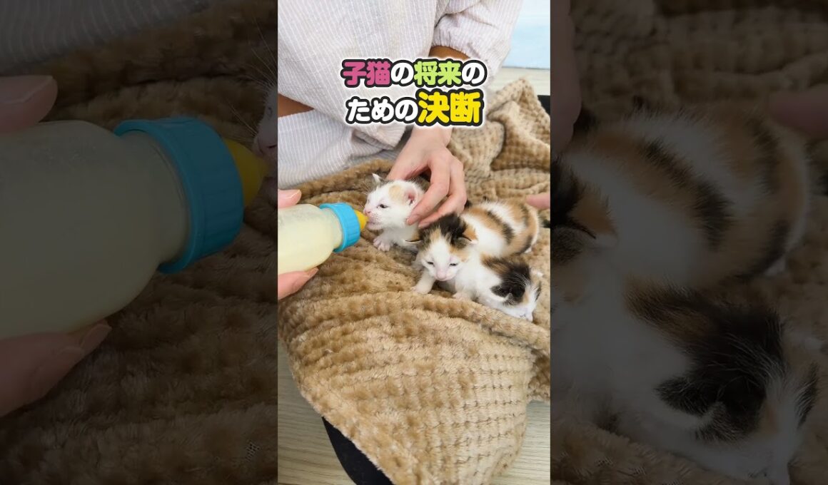 子猫のはじめてのミルク 母猫と過ごす時間がとても大切だけどずっとじゃない