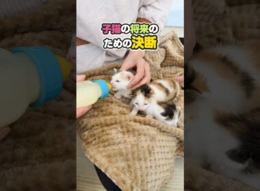 子猫のはじめてのミルク 母猫と過ごす時間がとても大切だけどずっとじゃない