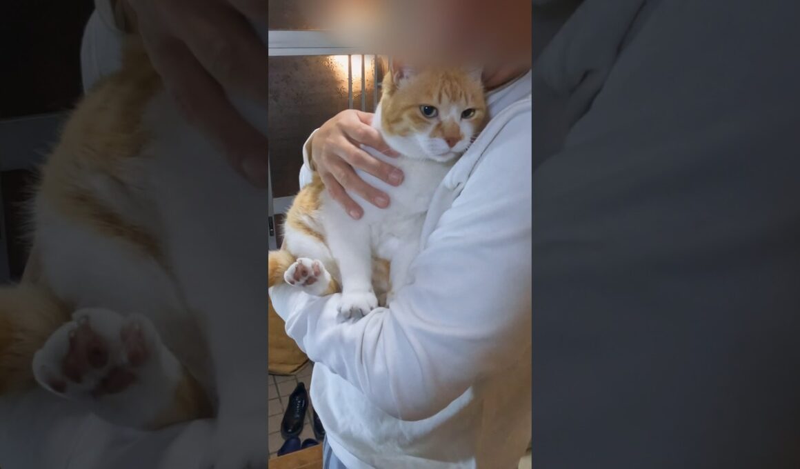 猫嫌いな父に変化が起きた #元野良猫チャチャ #猫武将 #CatLovers#CuteCats#ViralCat