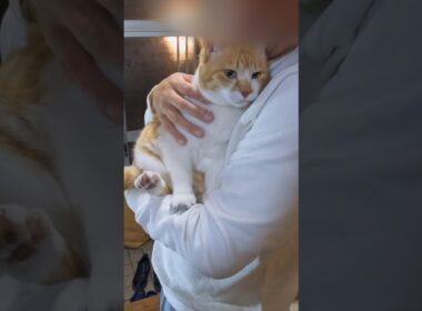 猫嫌いな父に変化が起きた #元野良猫チャチャ #猫武将 #CatLovers#CuteCats#ViralCat