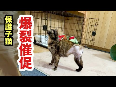 ご飯催促が凄まじい３本足の子猫