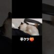 狭いですけども☺️ #shorts #猫 #子猫 #ラグドール #甘えん坊猫 #猫のいる暮らし