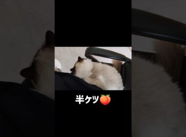 狭いですけども☺️ #shorts #猫 #子猫 #ラグドール #甘えん坊猫 #猫のいる暮らし