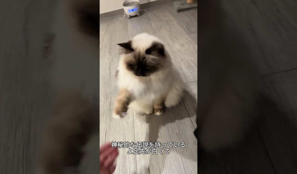 これがバーマン！青い目が美しすぎる猫🐱💙 #バーマン#猫好き #かわいい猫 #猫