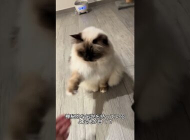 これがバーマン！青い目が美しすぎる猫🐱💙 #バーマン#猫好き #かわいい猫 #猫