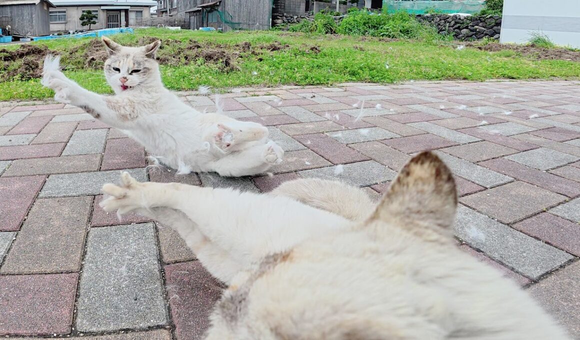 平和な公園でシャム猫がくつろいでいたら、ライバル猫がやって来て…