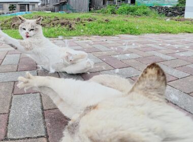 平和な公園でシャム猫がくつろいでいたら、ライバル猫がやって来て…