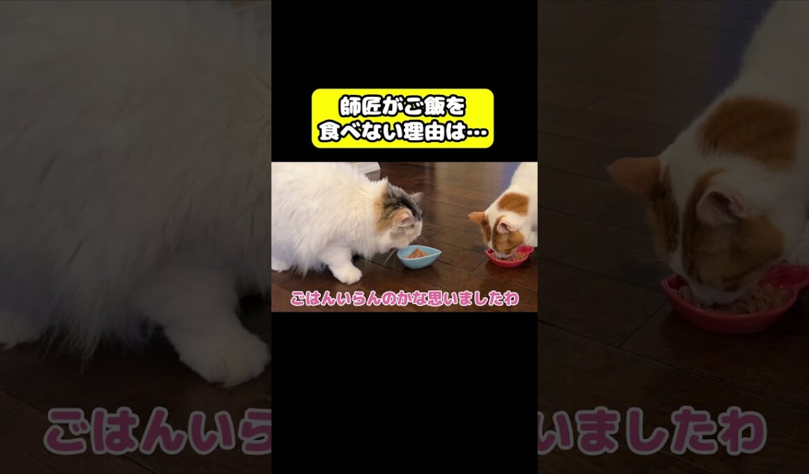 師匠がご飯を食べない理由… #猫 #おもしろ #アテレコ #ニャンチューバーつくし