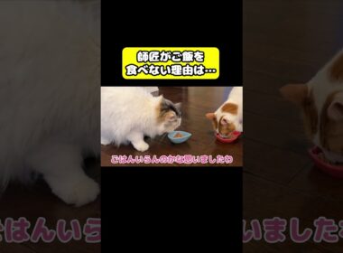 師匠がご飯を食べない理由… #猫 #おもしろ #アテレコ #ニャンチューバーつくし