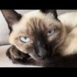 ドアップシャム猫4K