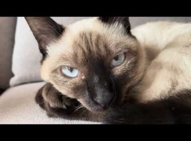 ドアップシャム猫4K