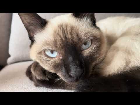 ドアップシャム猫4K