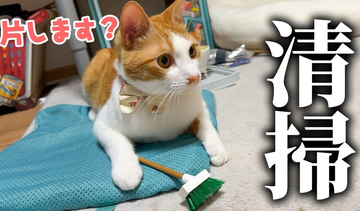 チップはついに清掃のアルバイトを始めたようです。