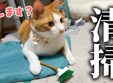 チップはついに清掃のアルバイトを始めたようです。