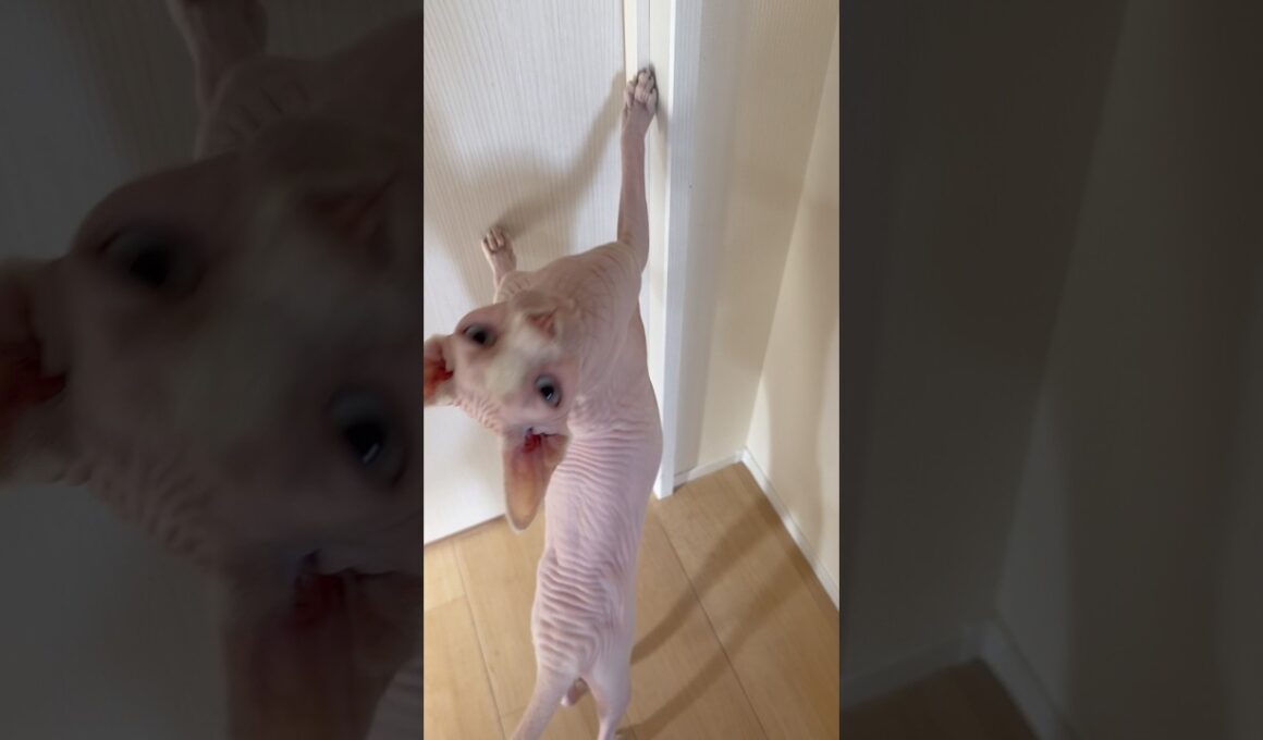 おしゃべり猫アレクサンドラ【スフィンクス】