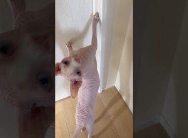 おしゃべり猫アレクサンドラ【スフィンクス】