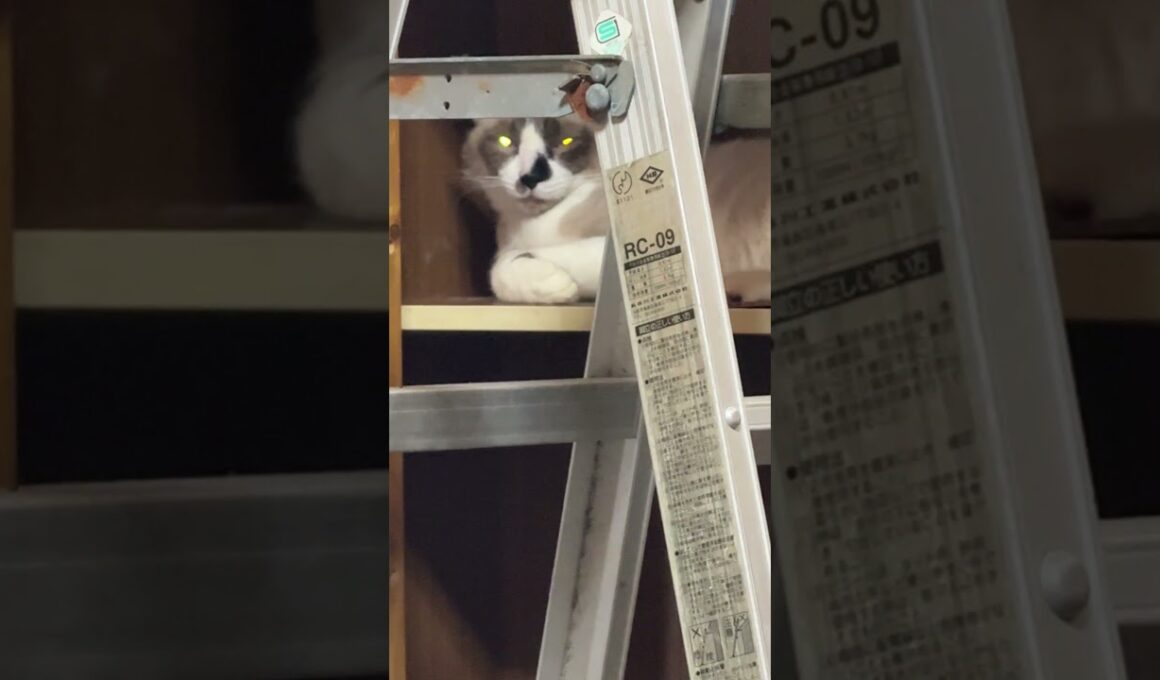 恐怖。三脚の隙間から。シャム猫のパンダ