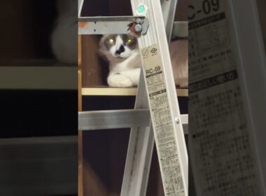 恐怖。三脚の隙間から。シャム猫のパンダ