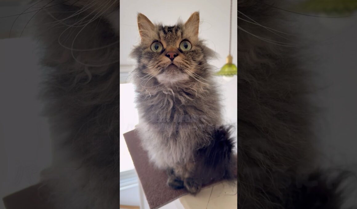 ジャンプしたあとのお顔が可愛すぎた #cat #猫 #ねこのいる生活 #shorts