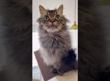 ジャンプしたあとのお顔が可愛すぎた #cat #猫 #ねこのいる生活 #shorts