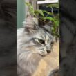 猫ちゃん、植物かじっちゃいませんか？#メインクーン #猫のいる生活 #mainecoon #猫