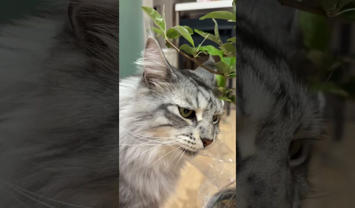 猫ちゃん、植物かじっちゃいませんか？#メインクーン #猫のいる生活 #mainecoon #猫