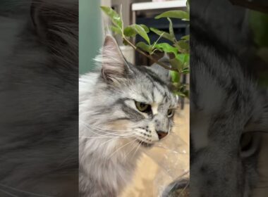 猫ちゃん、植物かじっちゃいませんか？#メインクーン #猫のいる生活 #mainecoon #猫
