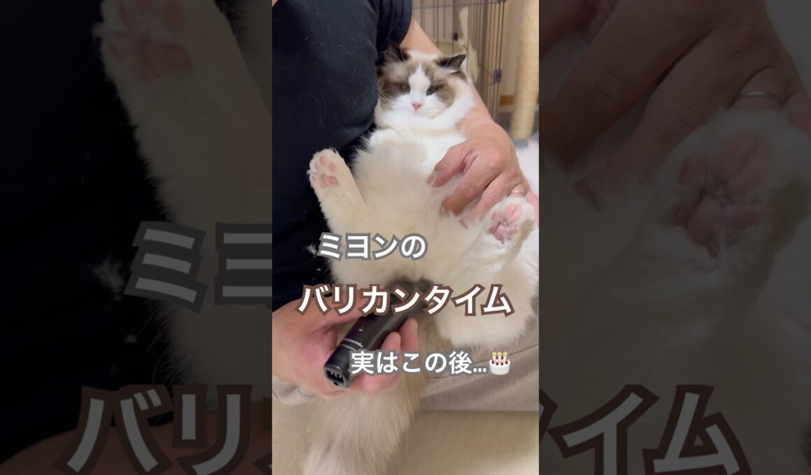 長毛猫ミヨンのバリカンタイム✂️実はこの後…🎂#ラグドール #猫好きさんと繋がりたい #猫のいる暮らし #ねこ動画 #猫あるある