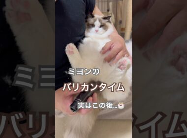 長毛猫ミヨンのバリカンタイム✂️実はこの後…🎂#ラグドール #猫好きさんと繋がりたい #猫のいる暮らし #ねこ動画 #猫あるある