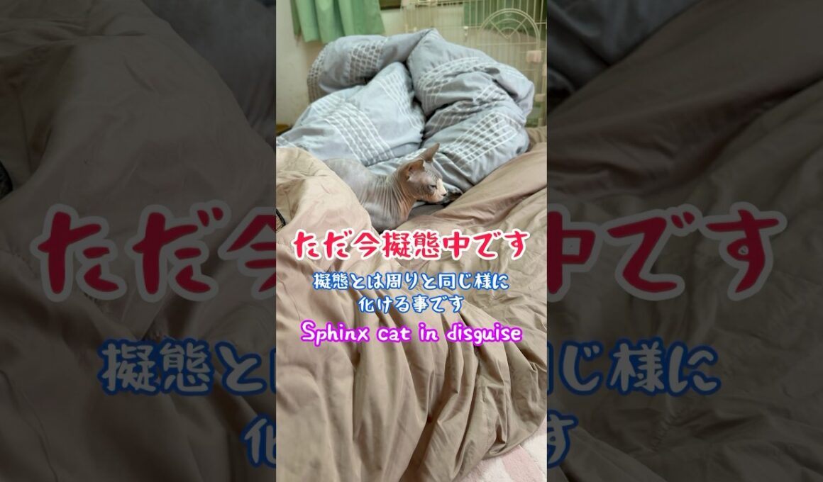 スフィンクス猫チャイの特性について#shorts#cat #猫 #funnycats #sphynx