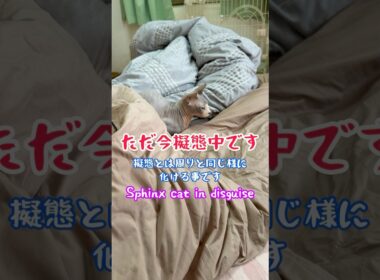スフィンクス猫チャイの特性について#shorts#cat #猫 #funnycats #sphynx